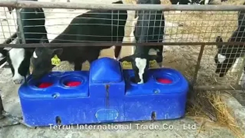 Cow Drinking Trough