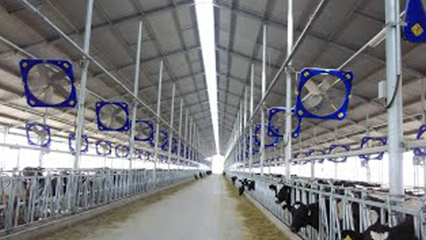 Wholesale Large Industrial Fan for Livestock Ranch High Efficiency and Energy Saving Solutions