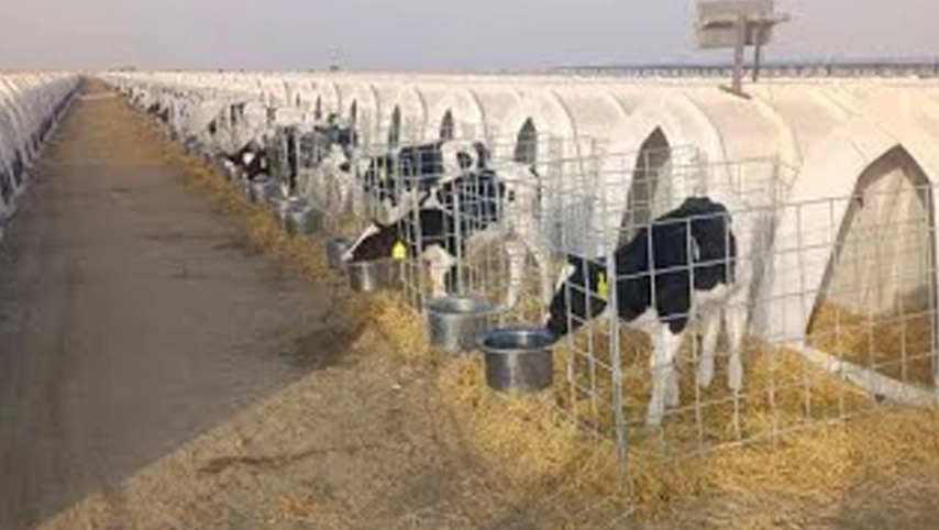Calf Hutches Manufacturers Ensuring the Safety and Health of Calves Increased Survival Rate