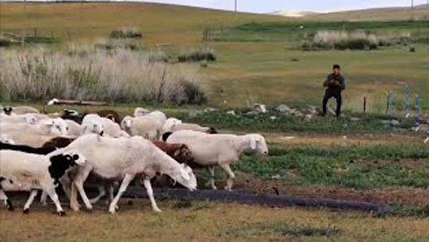 Electric Fence for Sheep Goat