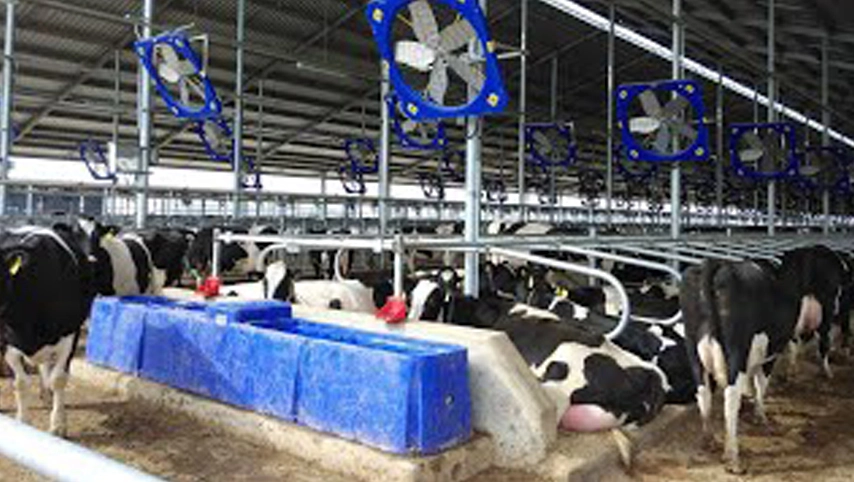 How to Plan the Number and Location of Fans Installed in Dairy Farms？