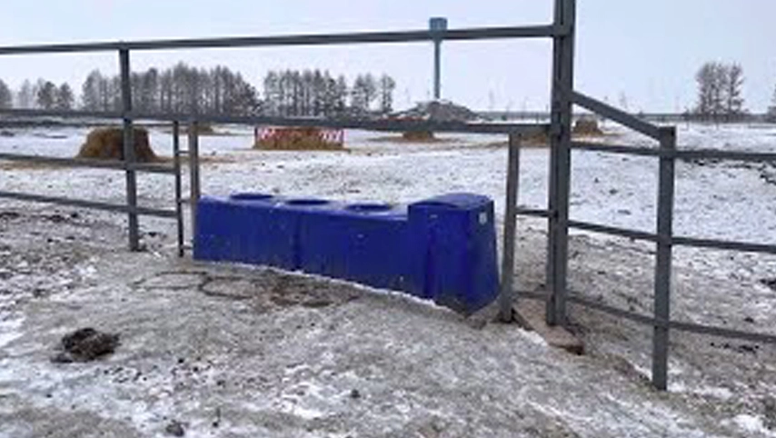 Heated Cow Drinking Trough in Use