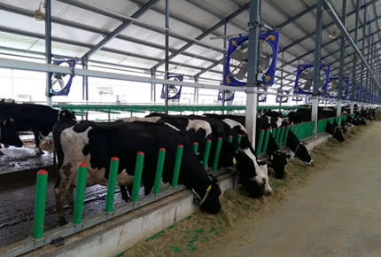 How to Start a Cattle Farm