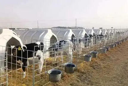 Why Use A Calf Hutch During the Winter Calving Rush? What are the Benefits of Calf Hutch!
