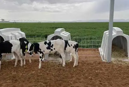 Keep Your Calves Safe and Healthy with Terrui's Calf Pens and Hutches