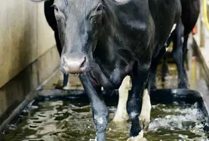 Why are Cows So Prone to Hoof Disease? How to Prevent?