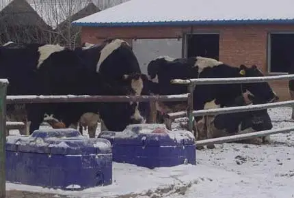 What Harm does Cold Stress do to Cows? What should be Done to Avoid it?