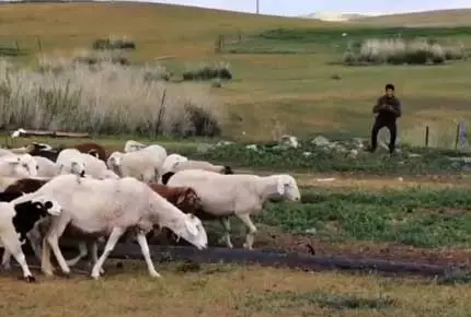 Electric Fence for Sheep Goat