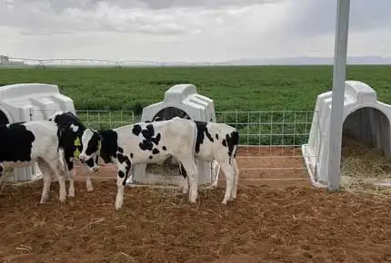 Individual Pen: ‘Incubator’ for Calves