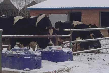 Upgraded Cow Drinking Trough Stainless Steel Liner, the Bottom Can be Heated