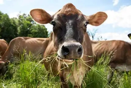 What Do Cows Like to Eat: 8 Different Types of Cow Food