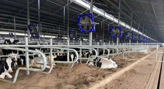 Hazards and Solutions of Ammonia Gas in Cowsheds: Smart Breeding to Improve the Quality and Efficiency of Livestock Management