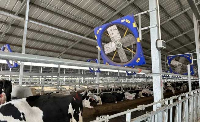 Hazards and Solutions of Ammonia Gas in Cowsheds: Smart Breeding to Improve the Quality and Efficiency of Livestock Management