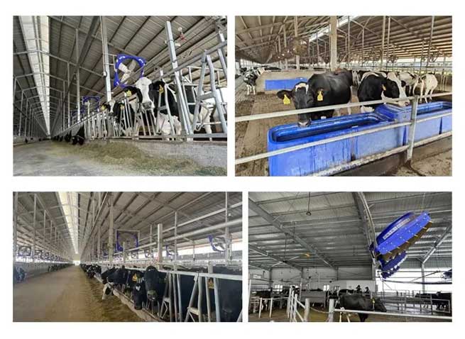 Hazards and Solutions of Ammonia Gas in Cowsheds: Smart Breeding to Improve the Quality and Efficiency of Livestock Management