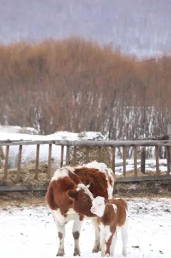 What Harm does Cold Stress do to Cows? What should be Done to Avoid it?