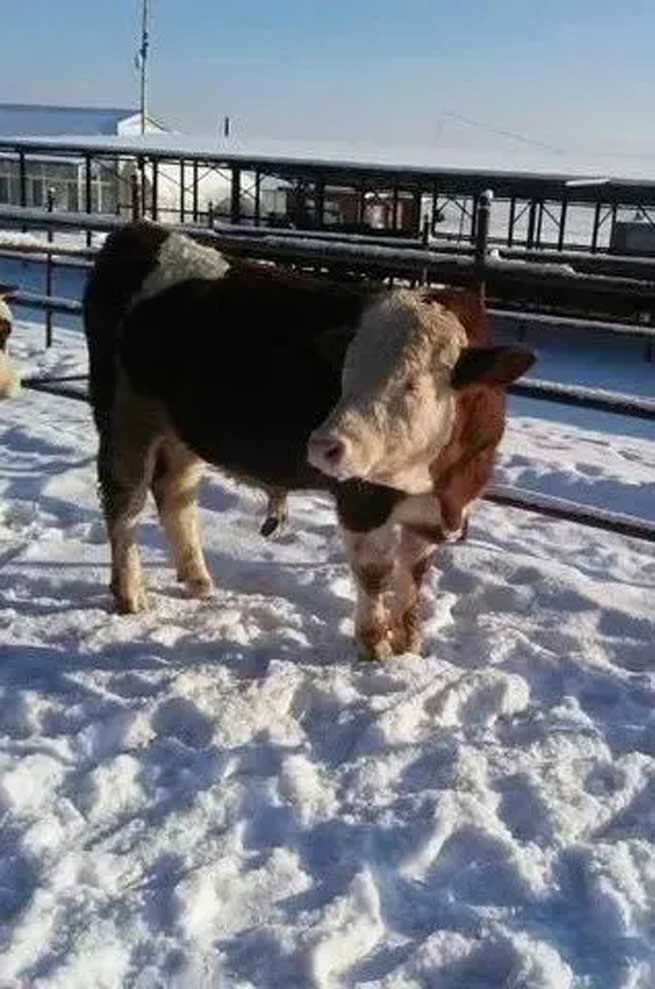 What Harm does Cold Stress do to Cows? What should be Done to Avoid it?