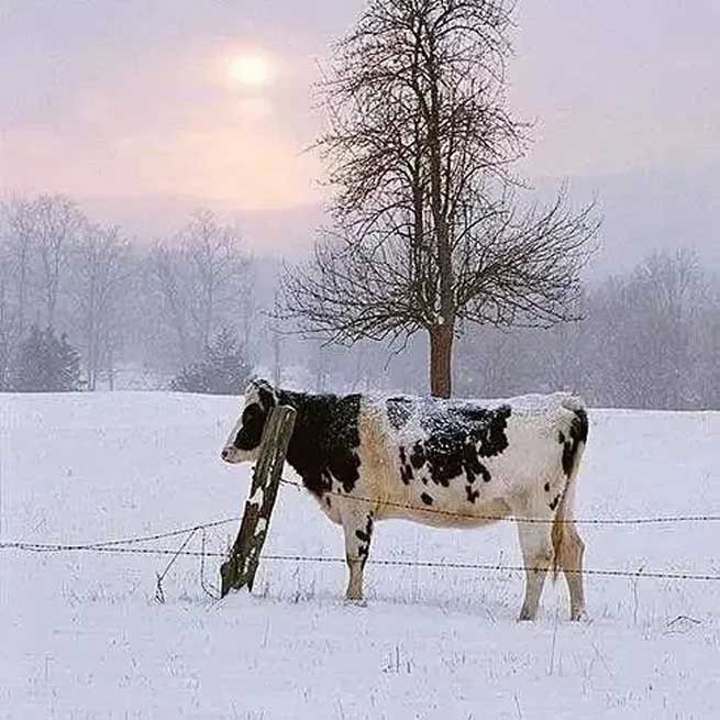 What Harm does Cold Stress do to Cows? What should be Done to Avoid it?