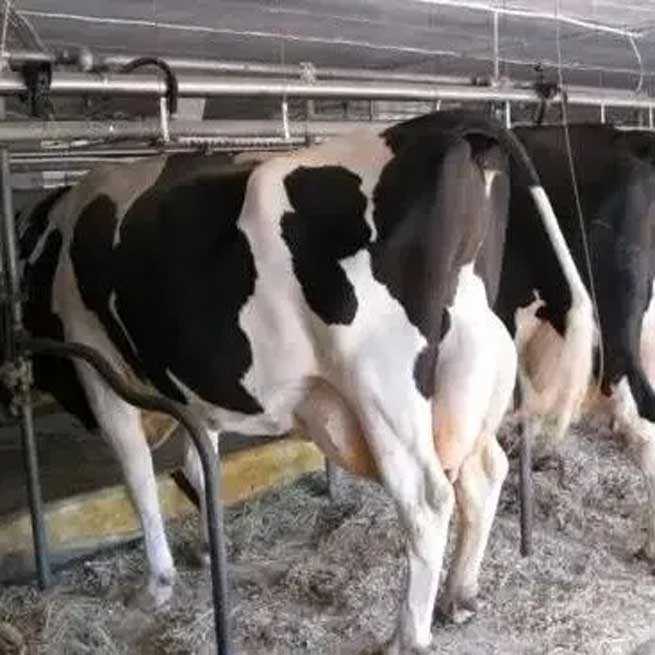 What Harm does Cold Stress do to Cows? What should be Done to Avoid it?