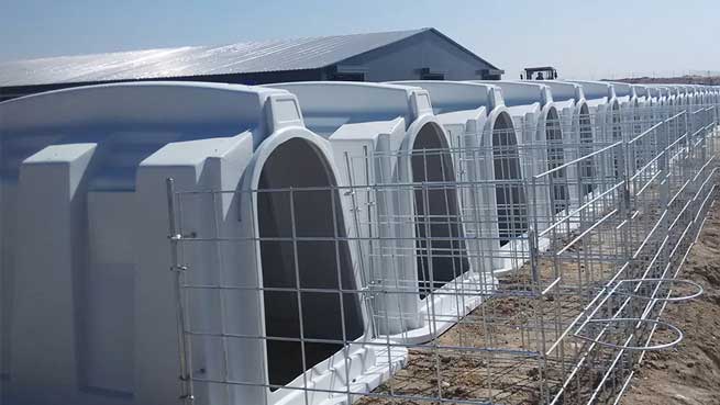 Individual Pen: ‘Incubator’ for Calves