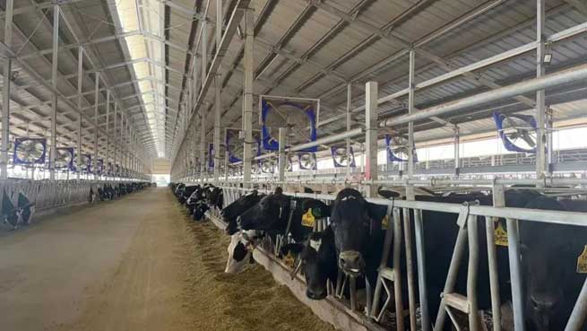 Dairy Farm Equipment Supplier Several High Quality Dairy Cow Breeds Terrui