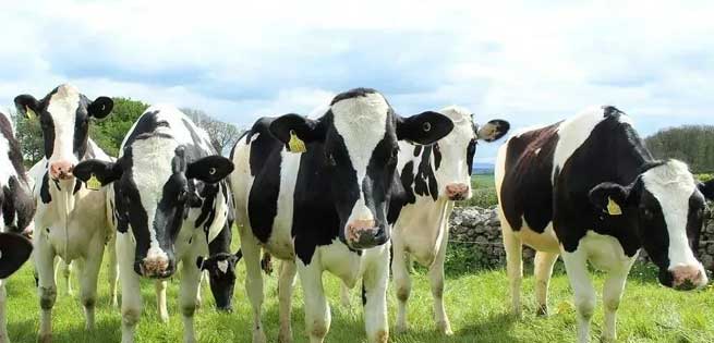 Dairy Farm Equipment Supplier Several High Quality Dairy Cow Breeds Terrui