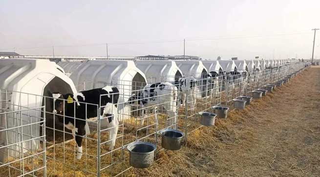 Why Use A Calf Hutch During the Winter Calving Rush? What are the Benefits of Calf Hutch!