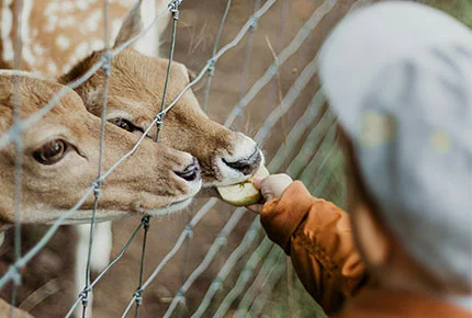 Electronic Fence Insulator: Key to Livestock Industry Efficiency Improvement