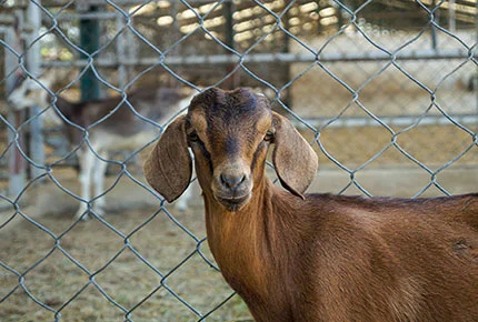 Electronic Fence: A New Chapter in Efficient Livestock Management