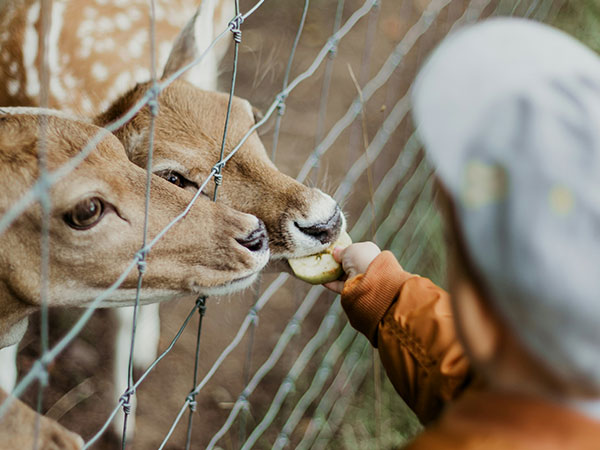 Electronic Fence Insulator: Key to Livestock Industry Efficiency Improvement