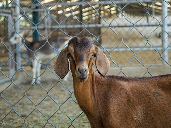 Electronic Fence: A New Chapter in Efficient Livestock Management