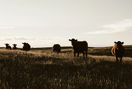 farm tools and equipment