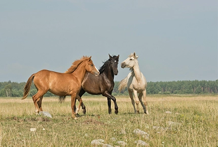 equipment needed for horse ranch