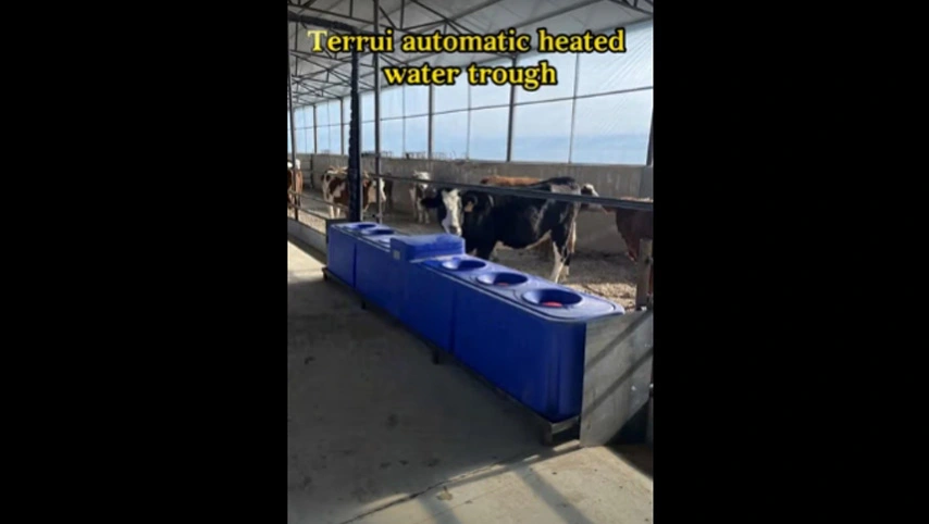 Heated cow water trough