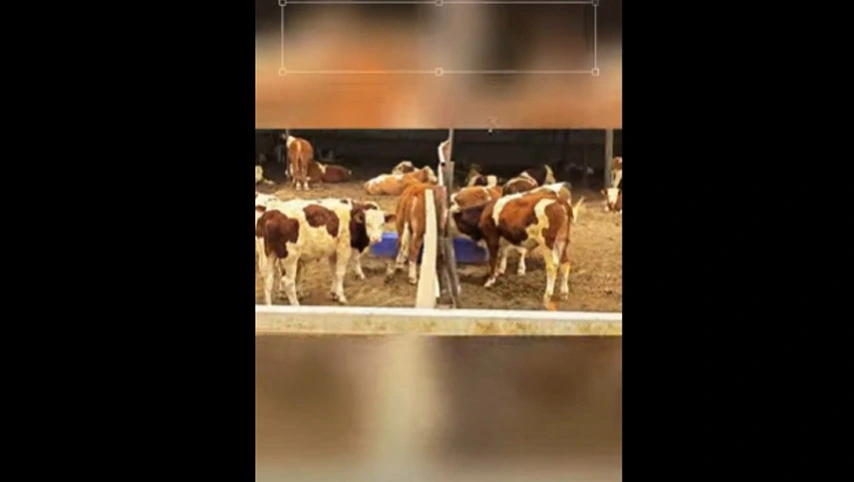 Terrui Cow Wa