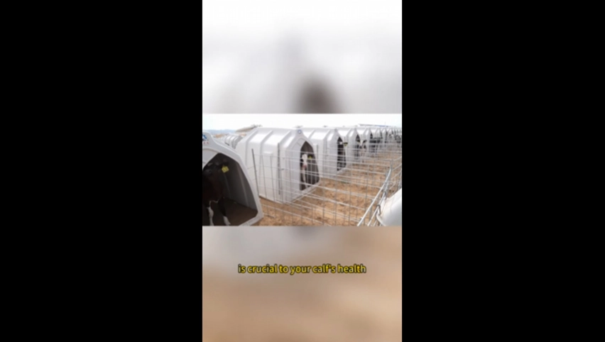 Terrui calf hutch