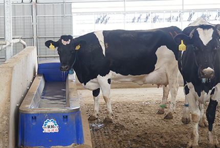 How to Properly Feed Cattle in Summer: Essential Tips for Cattle Farmers