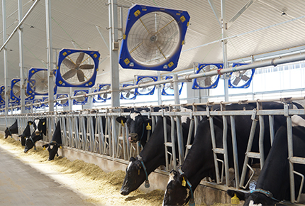 The Nine Major Principles for Selecting Dairy Farm Ventilation Fan