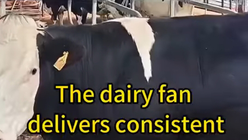 dairy fan