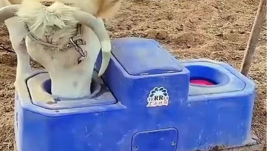 Cow Water Trough