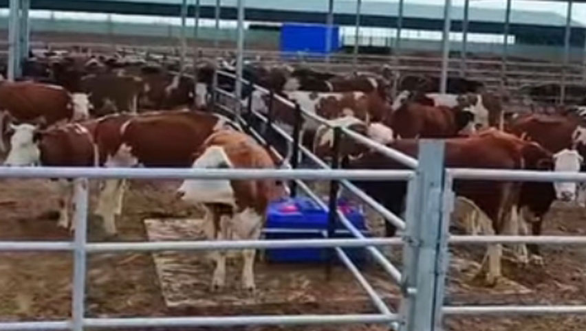 Heated Water Trough