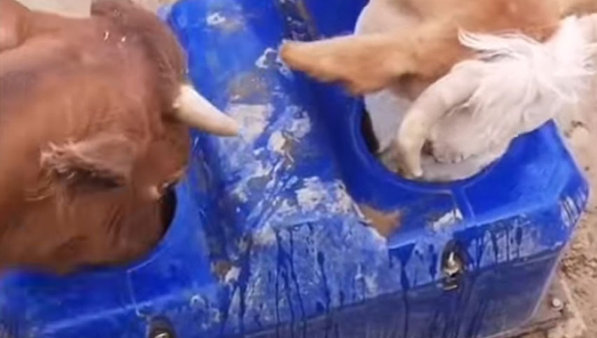 Terrui Cattle Water Troughs