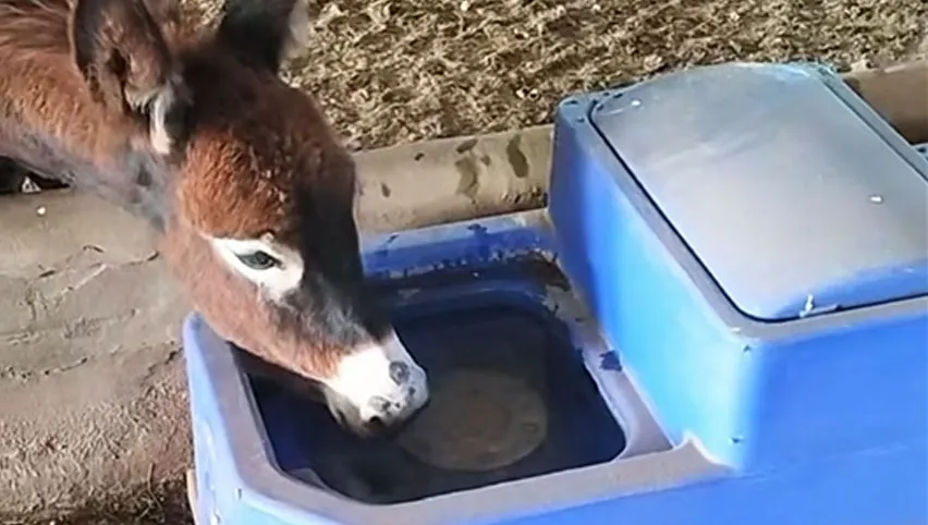 Cattle Water Trough