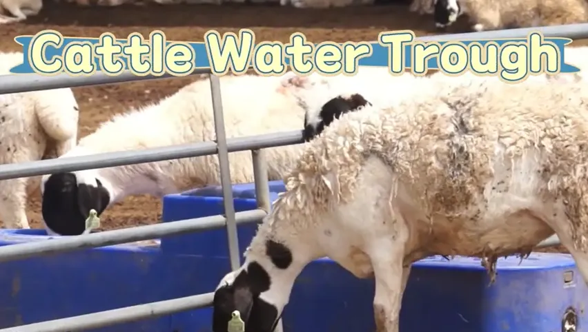 Cattle Water Trough 1