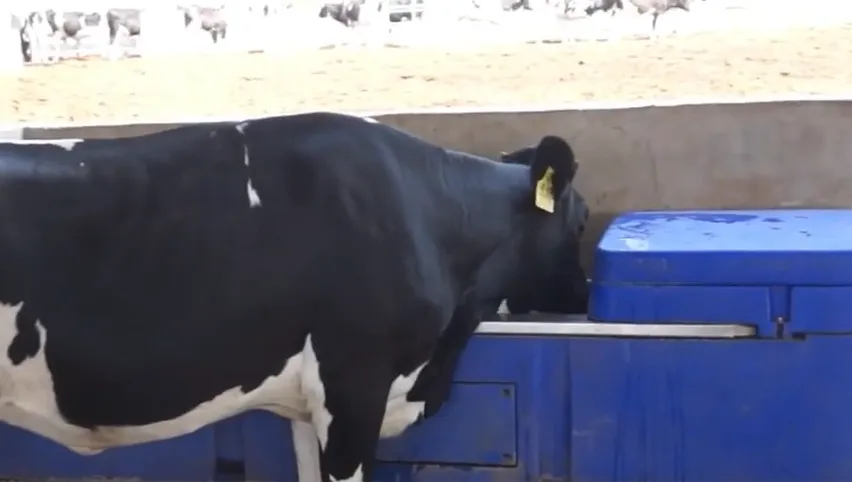 Livestock Water Trough