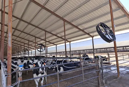 Choosing the Right Dairy Fan for Your Farm