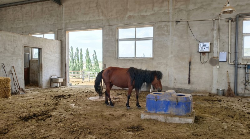 horse_water_trough.jpg