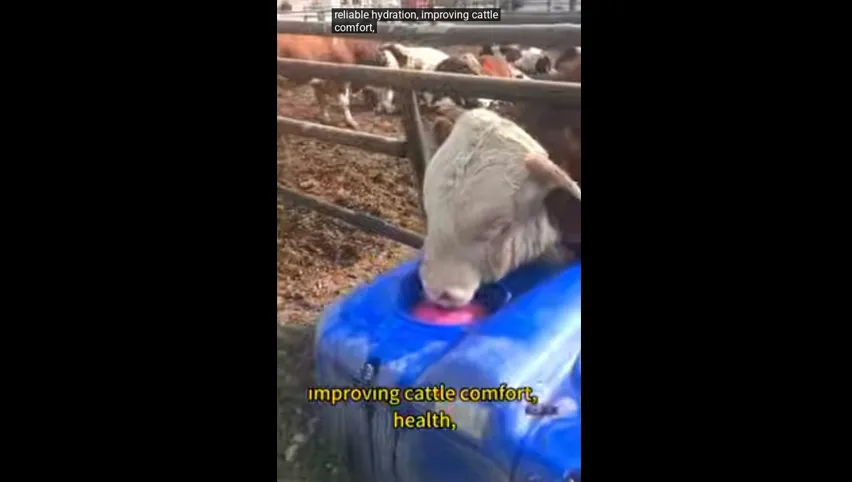 Cow Automatic Drinker