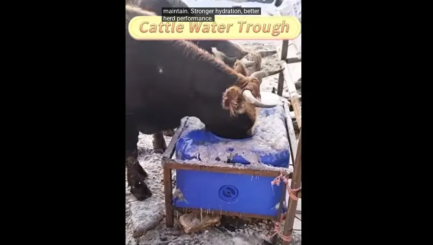 Cow Hutch for Sale
