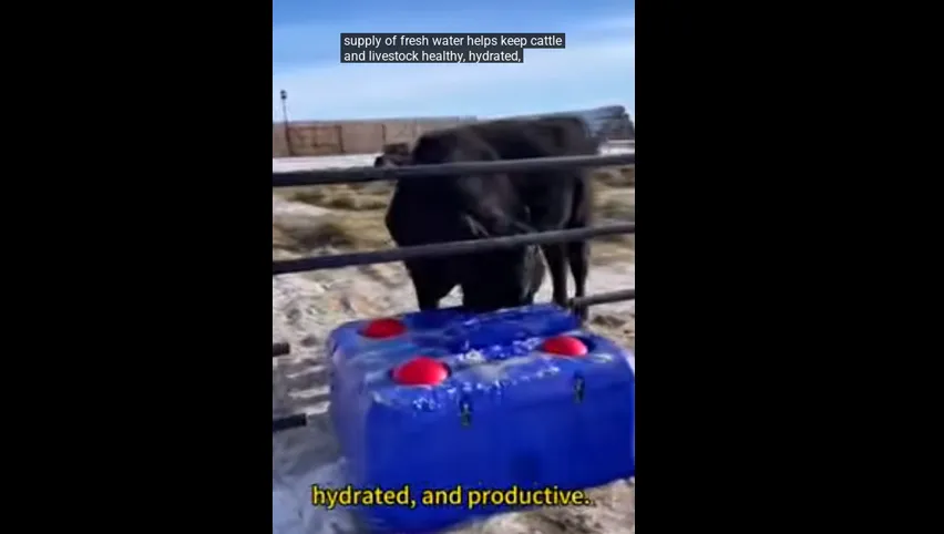 Calf Milk Feeding Bucket
