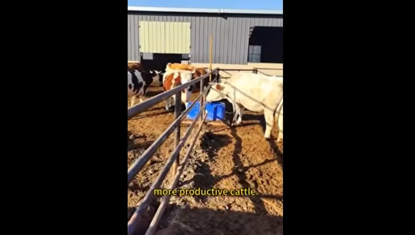 Cow Drinking Bowl